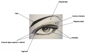 Partes del ojo para maquillaje